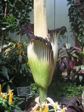 Auckland Domain - The Corpse Flower