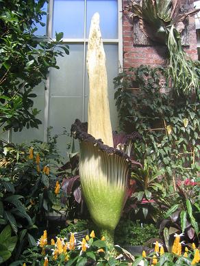 Auckland Domain - The Corpse Flower