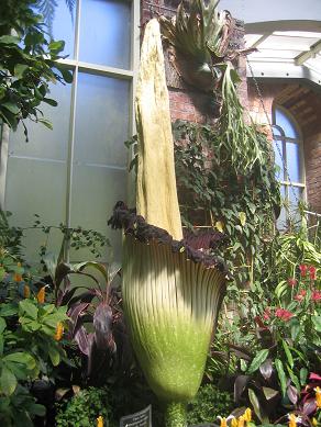 Auckland Domain - The Corpse Flower