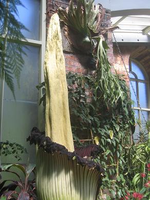 Auckland Domain - The Corpse Flower