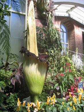 Auckland Domain - The Corpse Flower