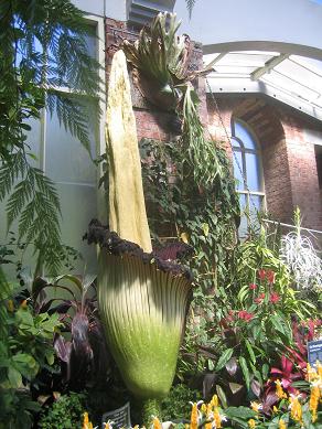 Auckland Domain - The Corpse Flower