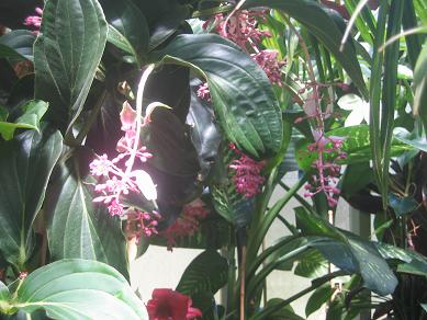 Auckland Domain - Greenhouses