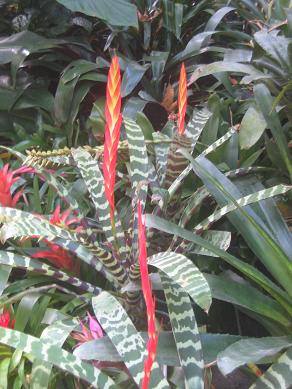 Auckland Domain - Greenhouses