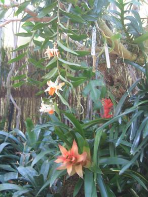 Auckland Domain - Greenhouses