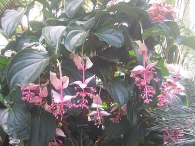 Auckland Domain - Greenhouses