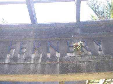 Auckland Domain - The Fernery