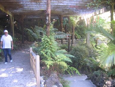 Auckland Domain - The Fernery