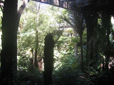 Auckland Domain - The Fernery