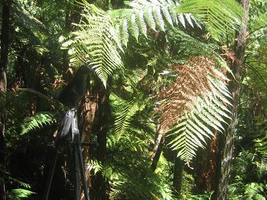 Auckland Domain - The Fernery