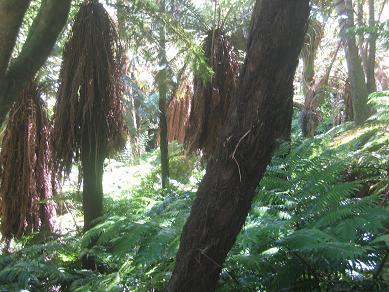 Auckland Domain - The Fernery