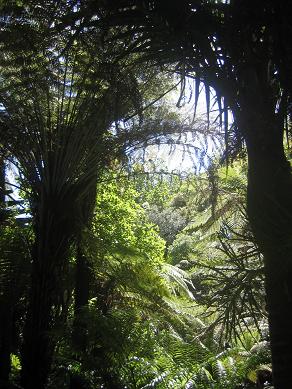 Auckland Domain - The Fernery