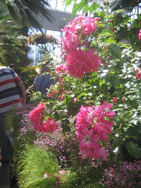 Auckland Domain - Greenhouses