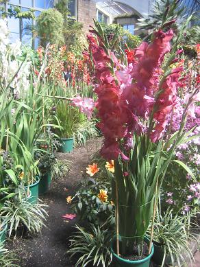 Auckland Domain - Greenhouses