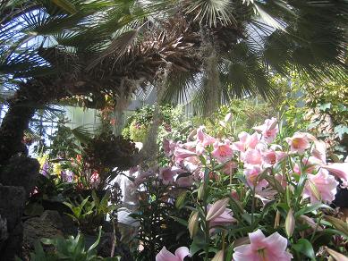 Auckland Domain - Greenhouses