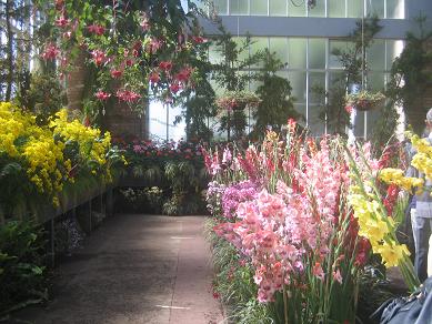 Auckland Domain - Greenhouses