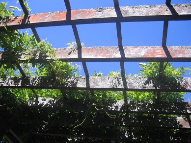 Auckland Domain - Greenhouses