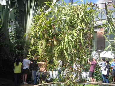 Auckland Domain - Greenhouses