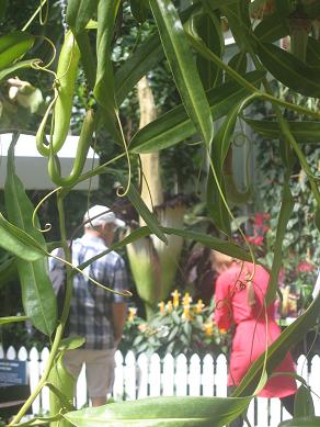 Auckland Domain - Greenhouses