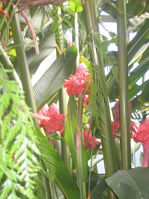 Auckland Domain - Greenhouses