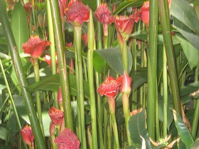 Auckland Domain - Greenhouses