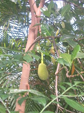 Auckland Domain - Greenhouses