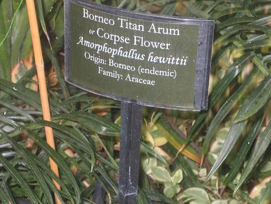 Auckland Domain - Greenhouses