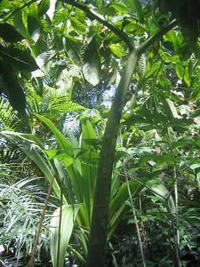 Auckland Domain - Greenhouses