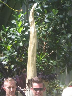 Auckland Domain - The Corpse Flower