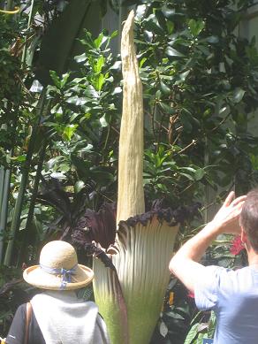 Auckland Domain - The Corpse Flower