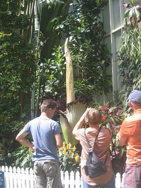 Auckland Domain - The Corpse Flower