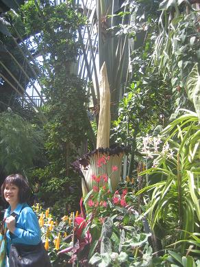 Auckland Domain - The Corpse Flower