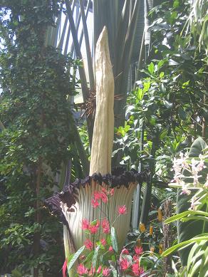 Auckland Domain - The Corpse Flower