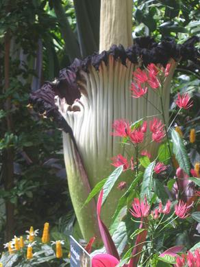 Auckland Domain - The Corpse Flower