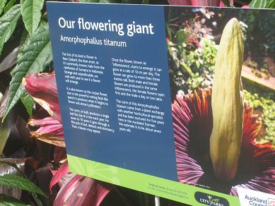 Auckland Domain - The Corpse Flower