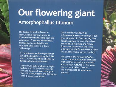 Auckland Domain - The Corpse Flower