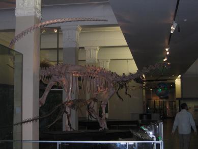 Auckland Museum - Origins