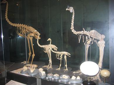 Auckland Museum - Origins