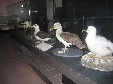 Auckland Museum - Coastal