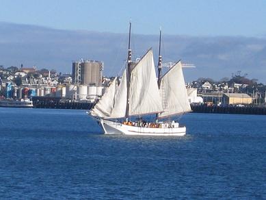 Devonport Ferry