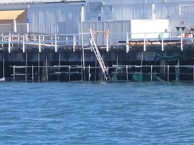 Victoria Wharf Repairs