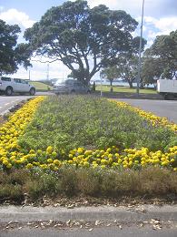 Devonport Wharf Redevelopment