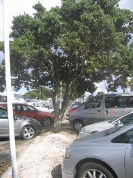 Devonport Wharf Redevelopment