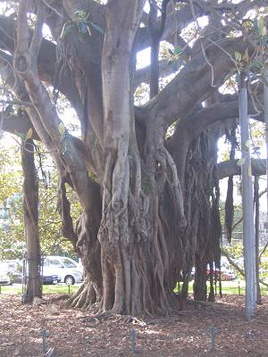 Devonport Flower Beds and Trees