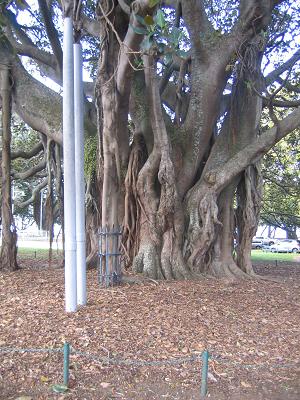 Devonport Flower Beds and Trees