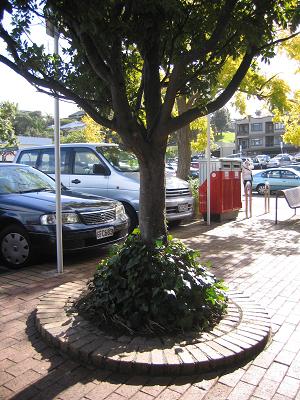 Devonport Flower Beds and Trees