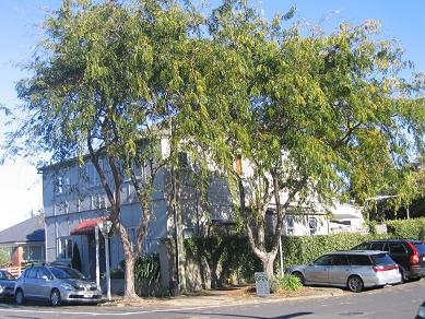 Devonport Flower Beds and Trees