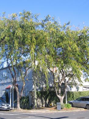 Devonport Flower Beds and Trees