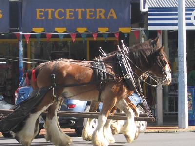 Devonport Wagon Ride