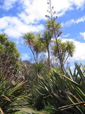 Waiheke